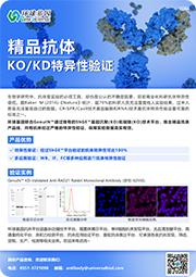 精品抗体（KO/KD特异性验证）